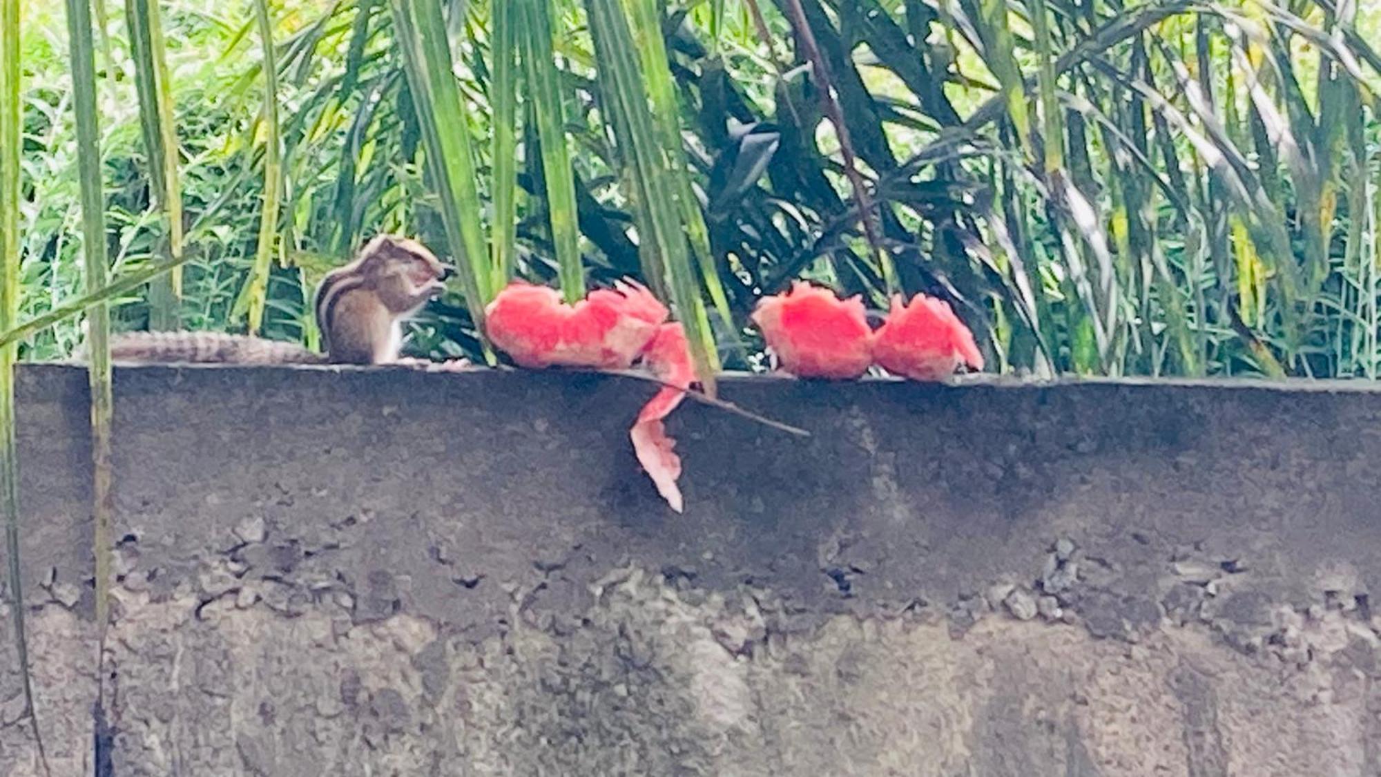 Ayubowan Hiriketiya Apartment Dikwella Bagian luar foto