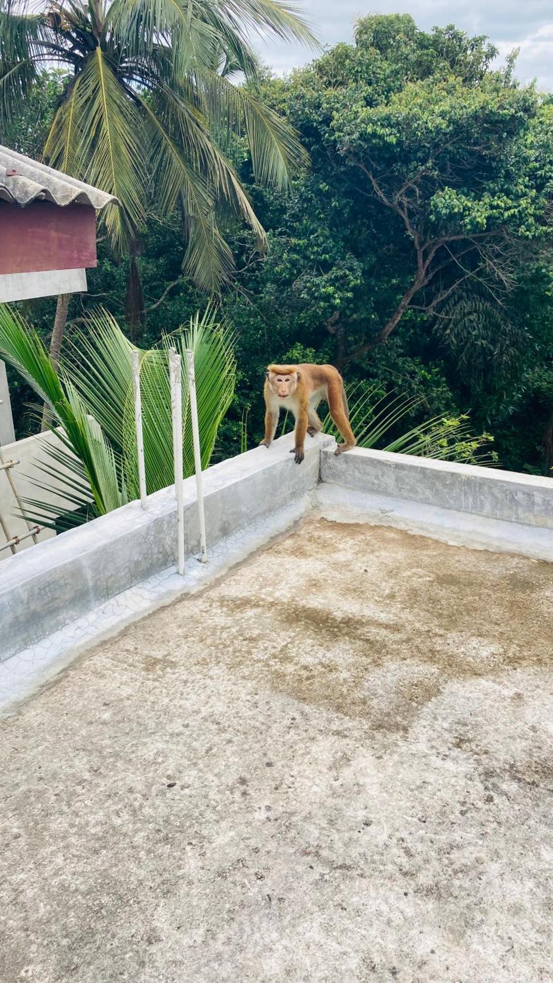 Ayubowan Hiriketiya Apartment Dikwella Bagian luar foto